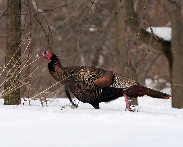 A turkey trotting through the snow